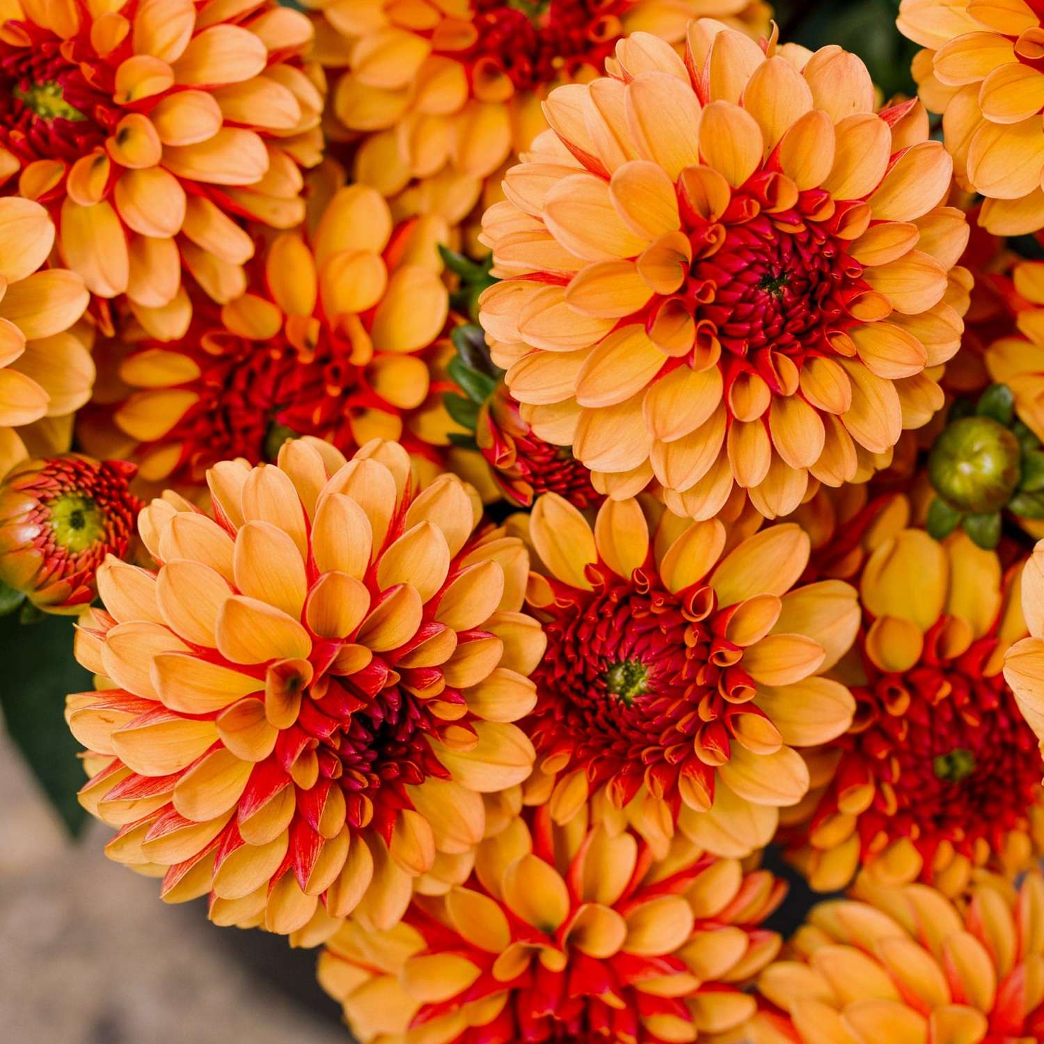 Dahlie 'American Sunset'